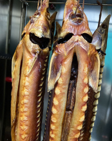 fish 1