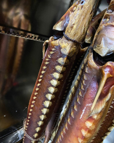 fish 2