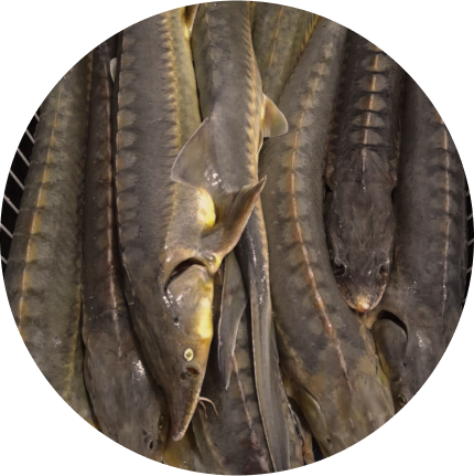 fish