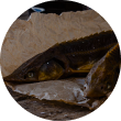 fish 4