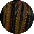 fish 8